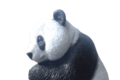 statue Panda